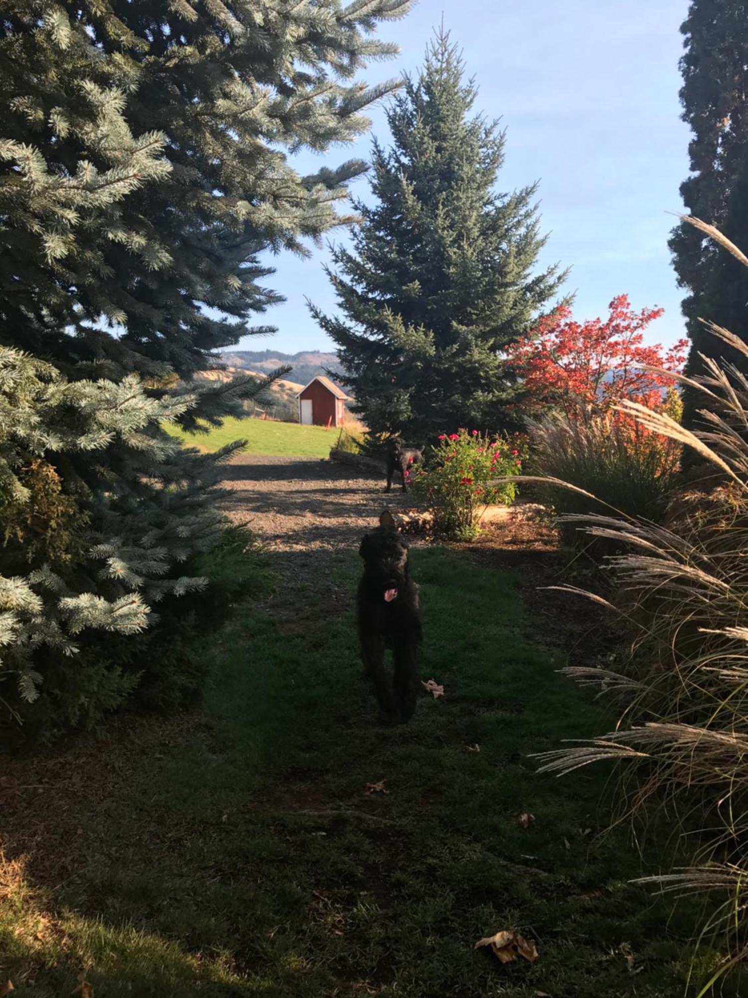 Husum Highlands Bed And Breakfast Esterno foto
